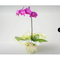 Orquídea phalaenopsis pink